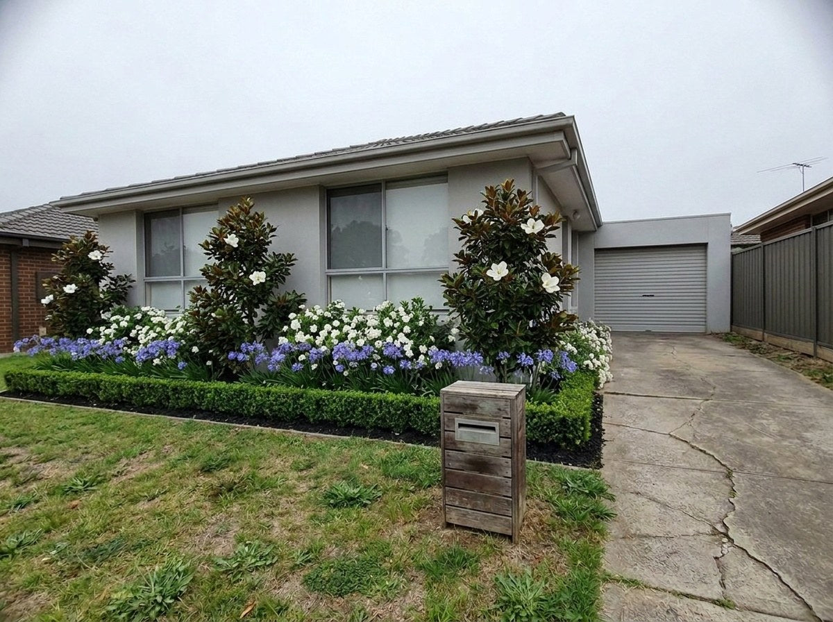 A Sydney front garden at two to three years: Little Gem magnolias, Japanese box, gardenias and agapanthus, designed from the customer's photo