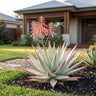 Desert Diamond Aloe