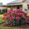 Desert Red Stonecrop