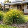 Designer Leaf™ Lomandra