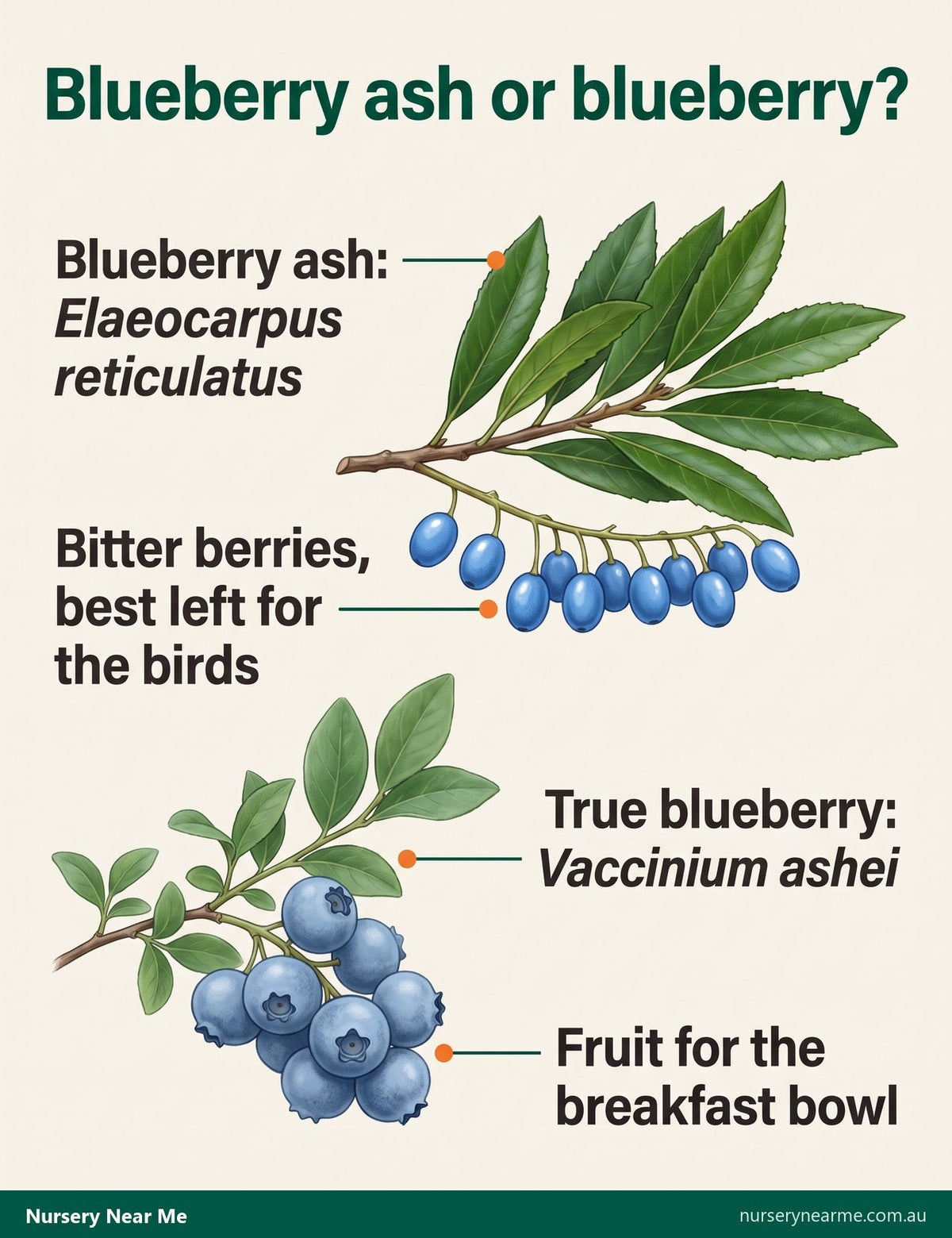 Diagram comparing a blueberry ash sprig with pea-sized blue berries and a true blueberry sprig