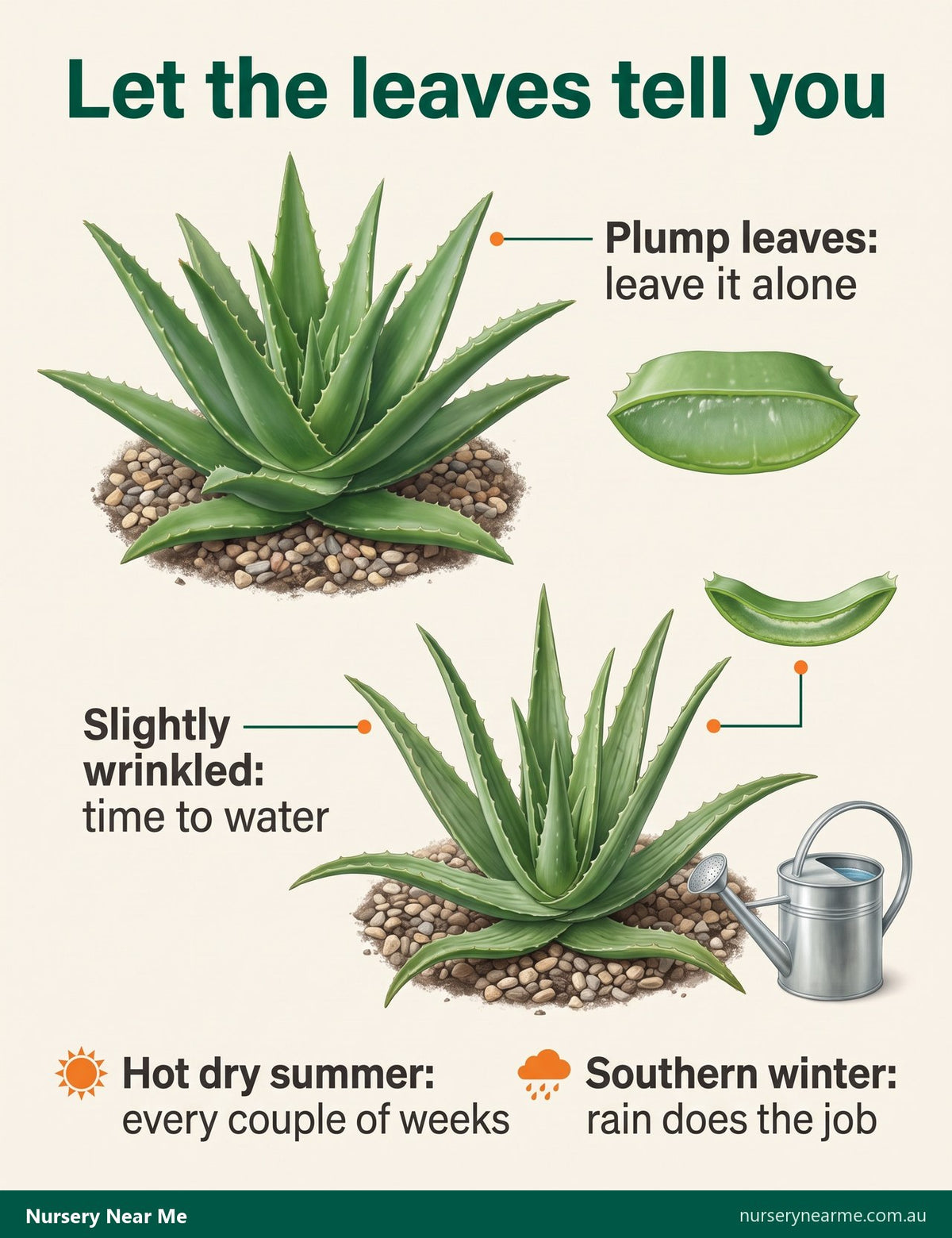 Diagram comparing a plump well-watered aloe rosette with a slightly wrinkled thirsty one