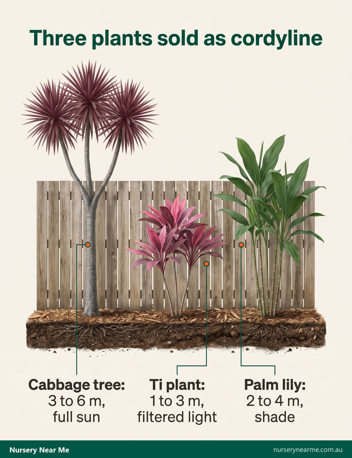 Diagram comparing cabbage tree, ti plant and palm lily cordylines by height and light