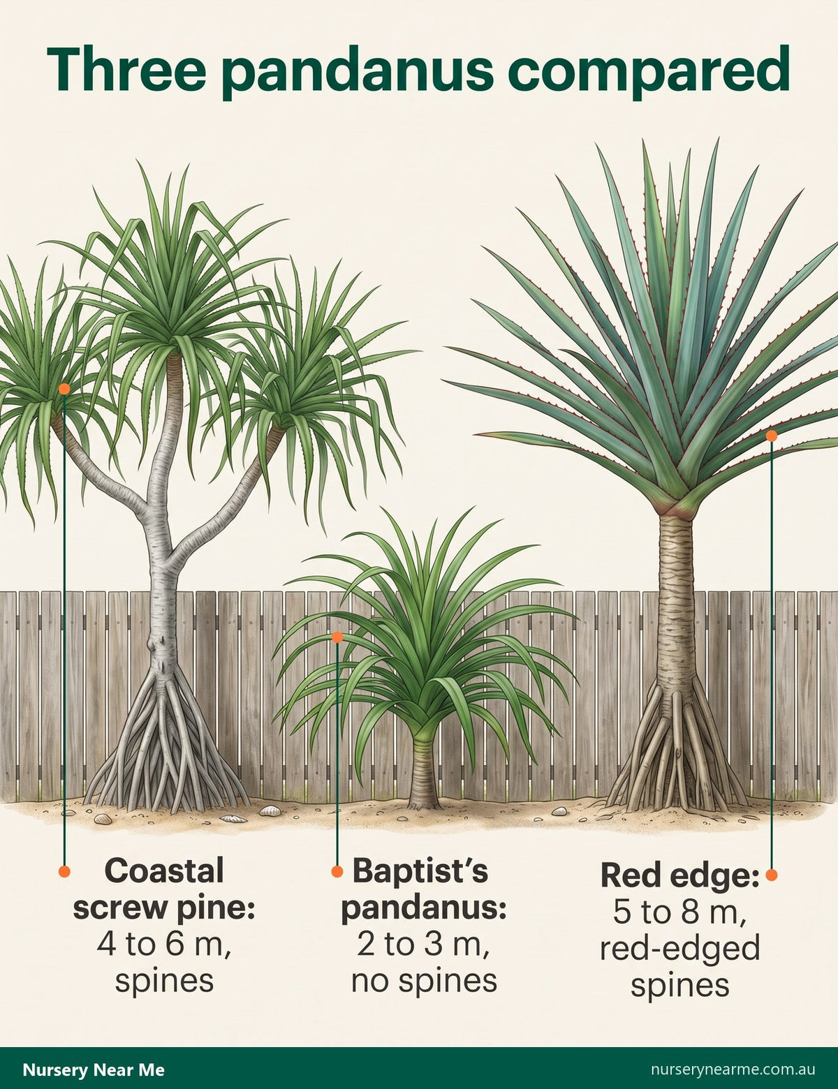 Diagram comparing coastal screw pine, Baptist's pandanus and red edge pandanus by height and spines