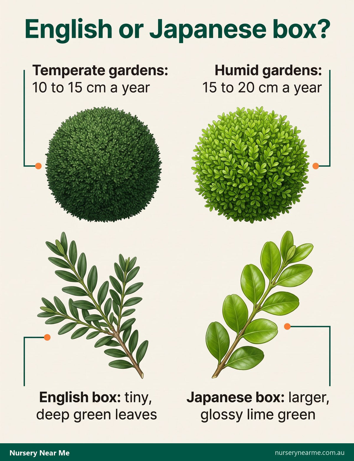 Diagram comparing English box, with tiny deep green leaves, and glossier lime green Japanese box