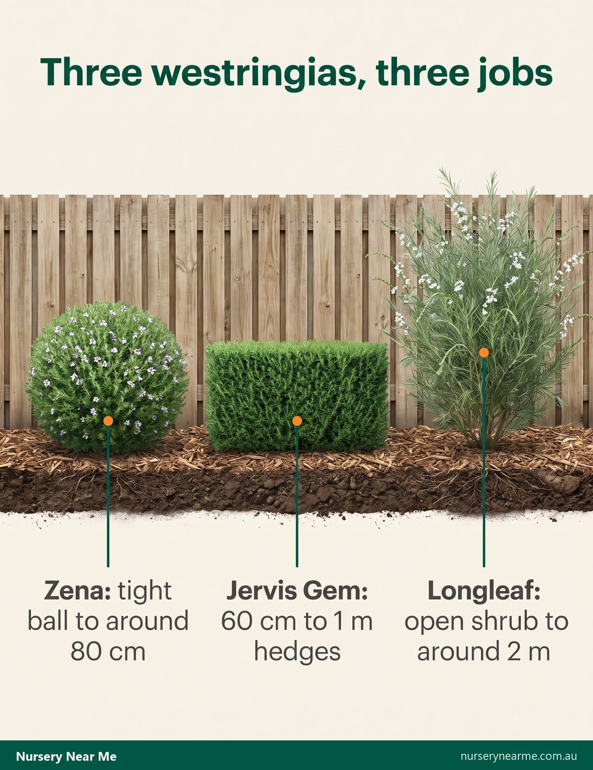 Diagram comparing three westringias: Zena ball, Jervis Gem low hedge and taller Longleaf Westringia
