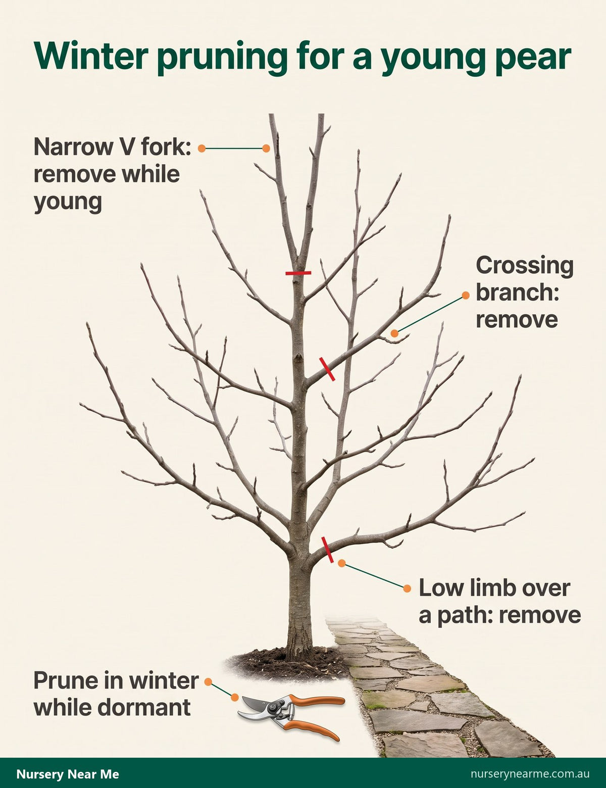Diagram of a bare young ornamental pear marking a narrow V fork, a crossing branch and a low limb to remove