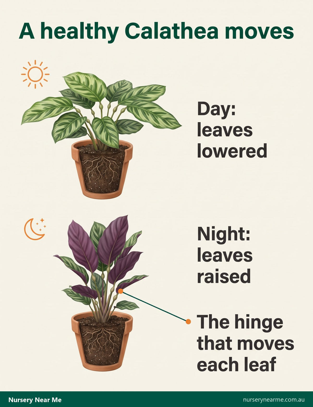 Diagram of a Calathea with leaves lowered by day and raised at night, with the hinge on the leaf stalk marked