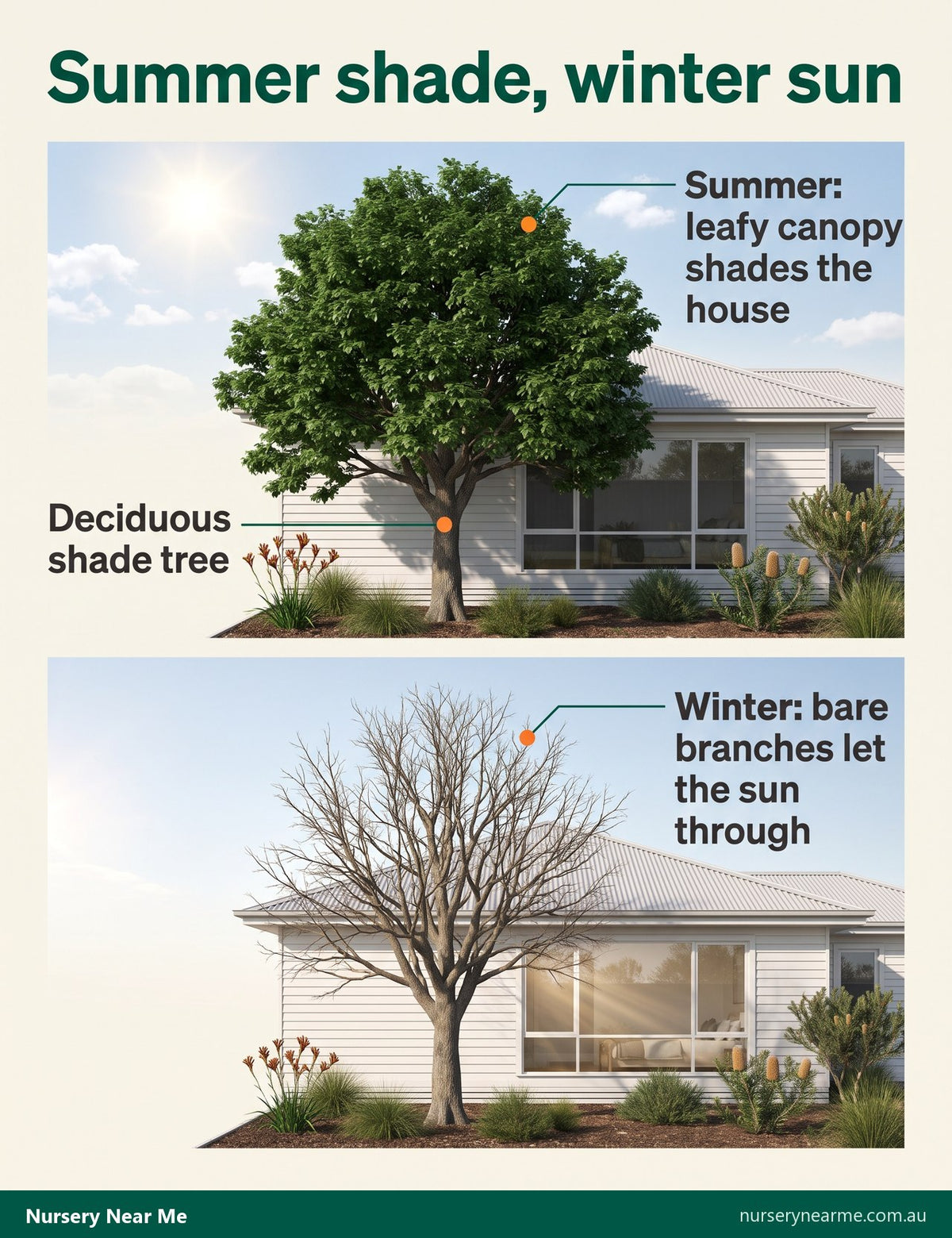Diagram of a deciduous tree shading a house in summer and letting sun through bare branches in winter