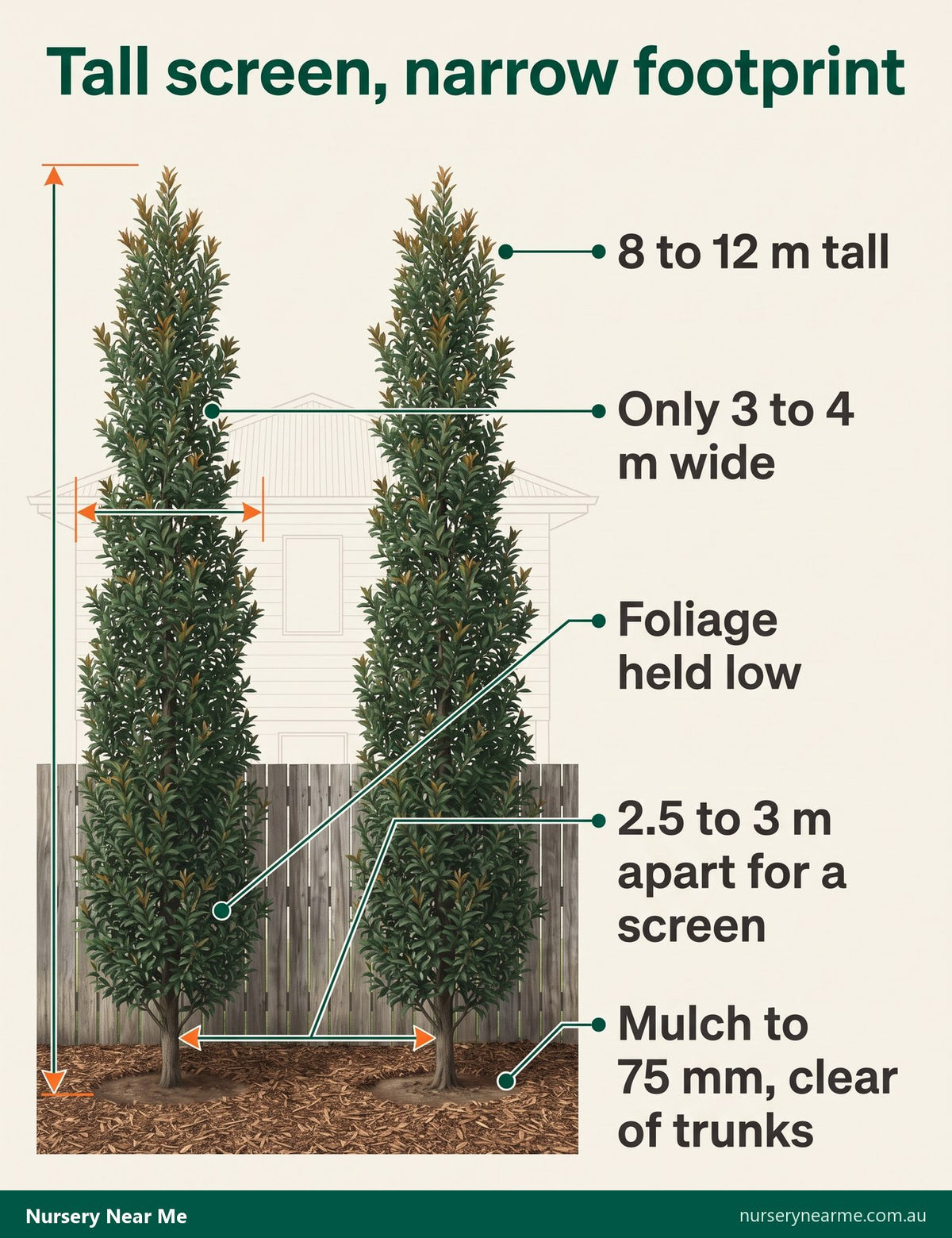 Diagram of a Eumundi quandong screen: 8 to 12 m tall, 3 to 4 m wide, planted 2.5 to 3 m apart
