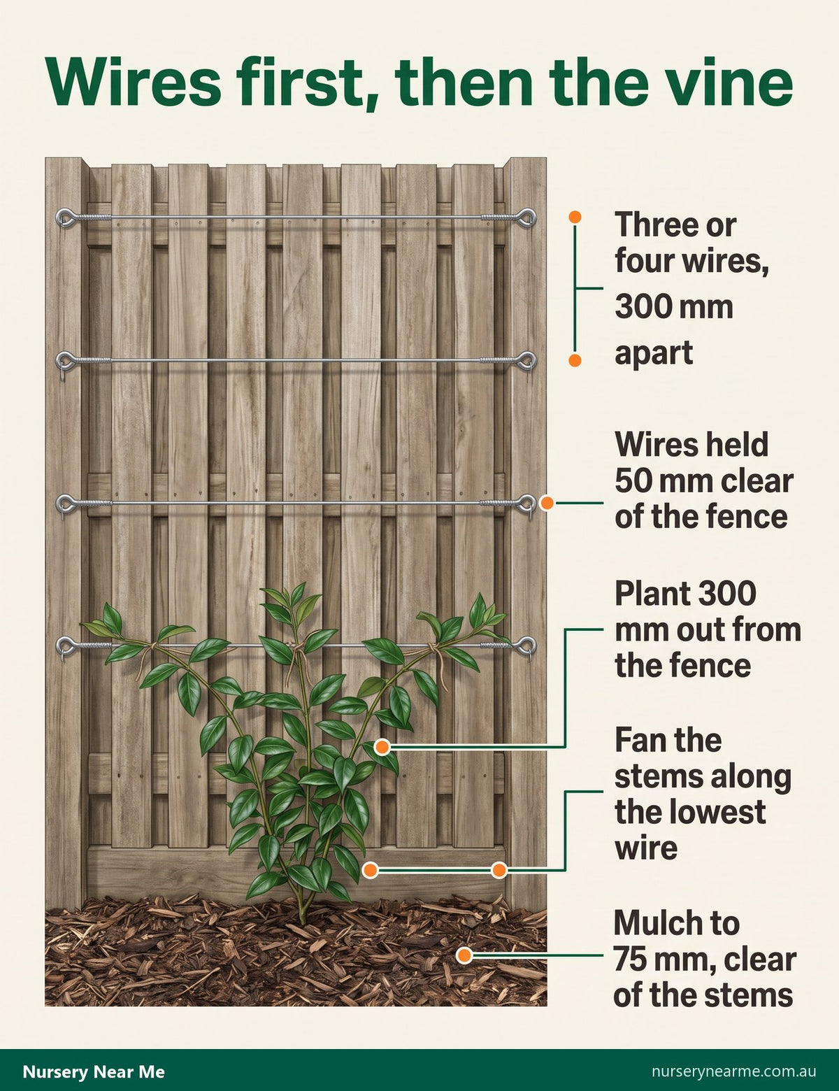 Diagram of a fence wired for bower vine: wires 300 mm apart, 50 mm off the fence, vine planted 300 mm out