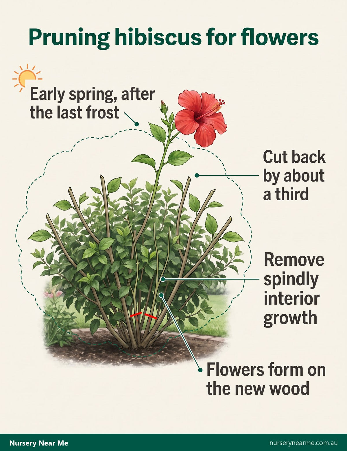 Diagram of a hibiscus shrub cut back by a third in early spring, with a new shoot carrying a flower