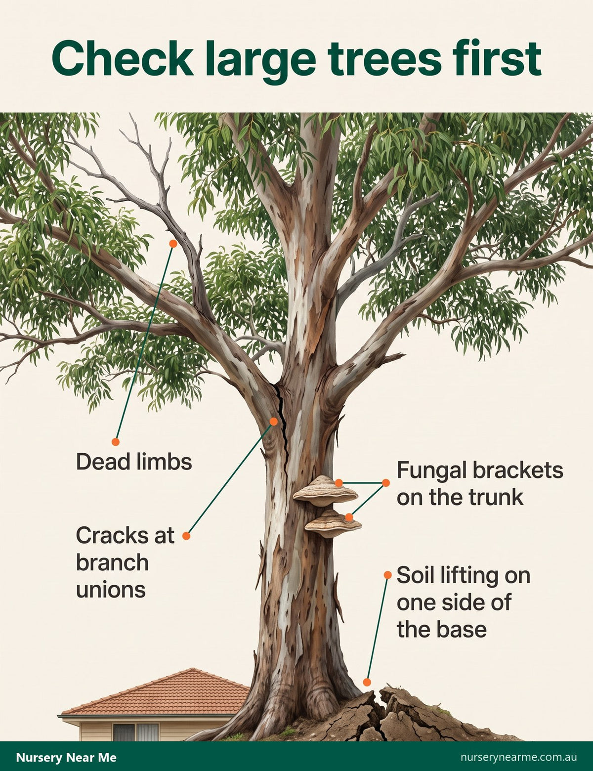 Diagram of a large tree marking dead limbs, a cracked branch union, fungal brackets and lifting soil