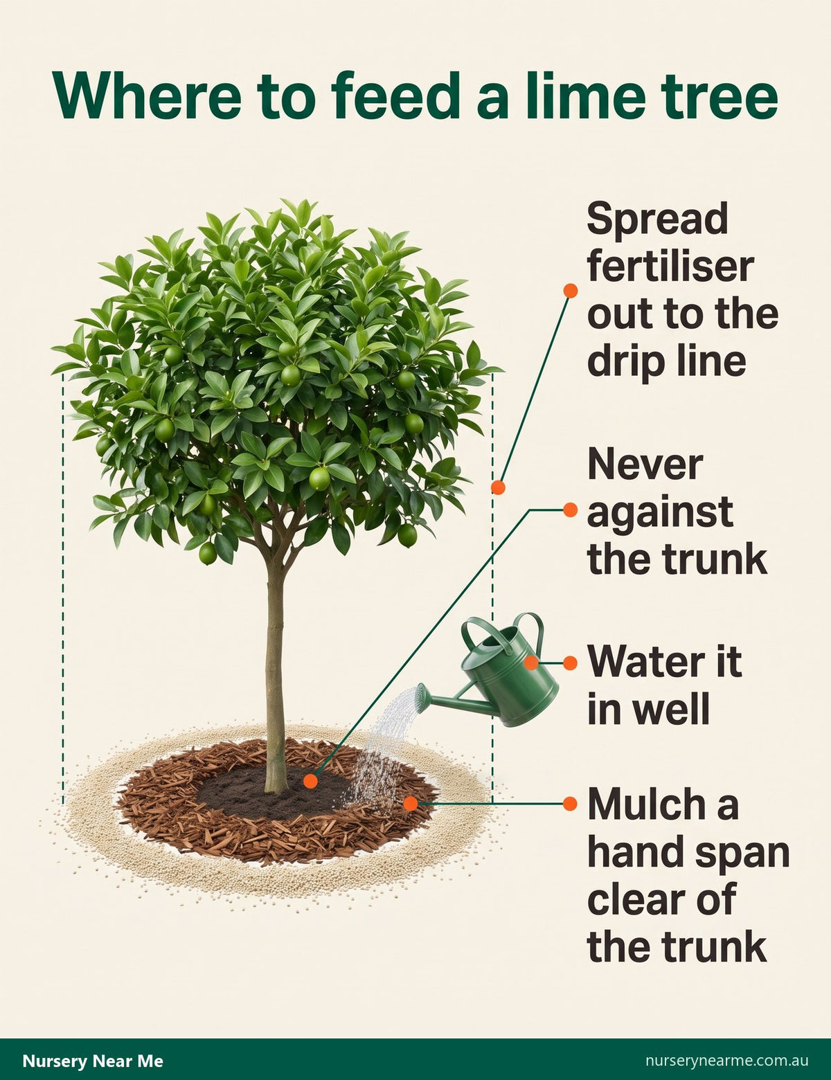 Diagram of a lime tree with fertiliser spread in a ring at the drip line and mulch kept clear of the trunk