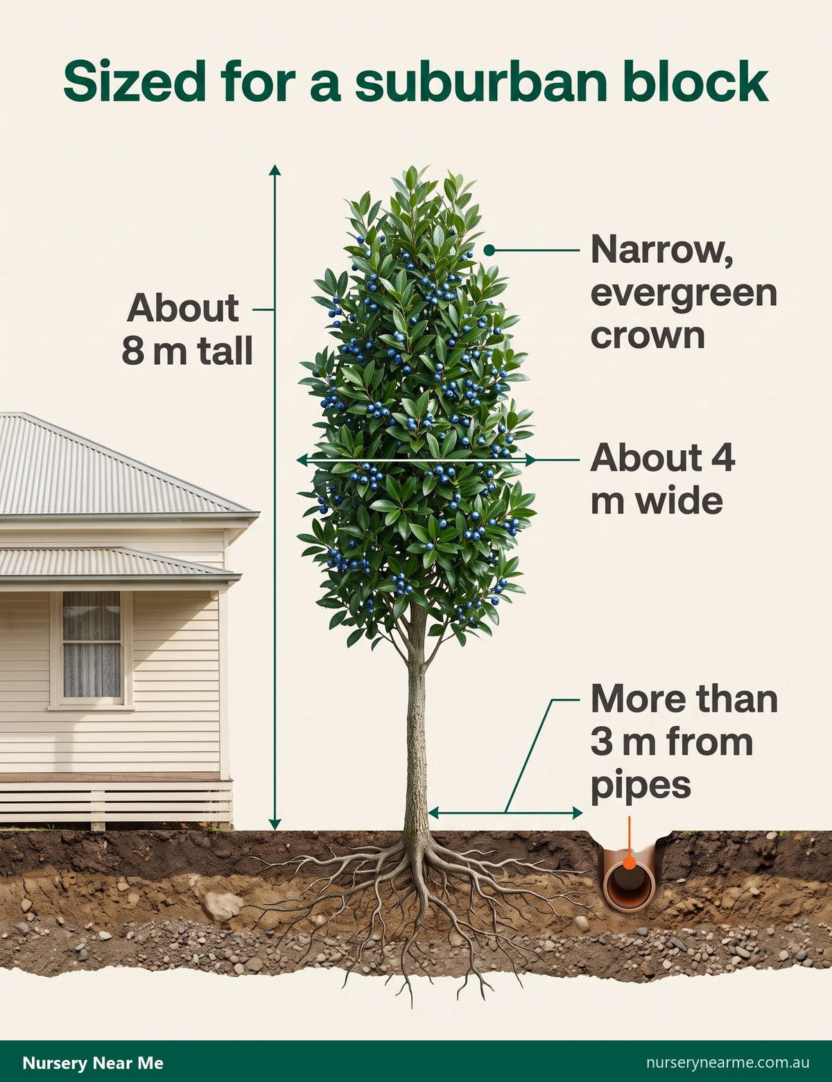 Diagram of a mature blueberry ash beside a house: about 8 m tall, 4 m wide, more than 3 m from pipes
