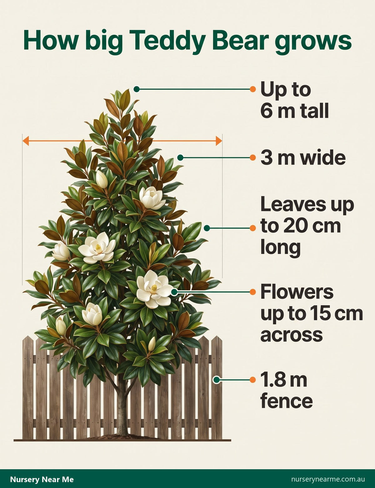 Diagram of a mature Teddy Bear magnolia, up to 6 m tall and 3 m wide, beside a 1.8 m fence