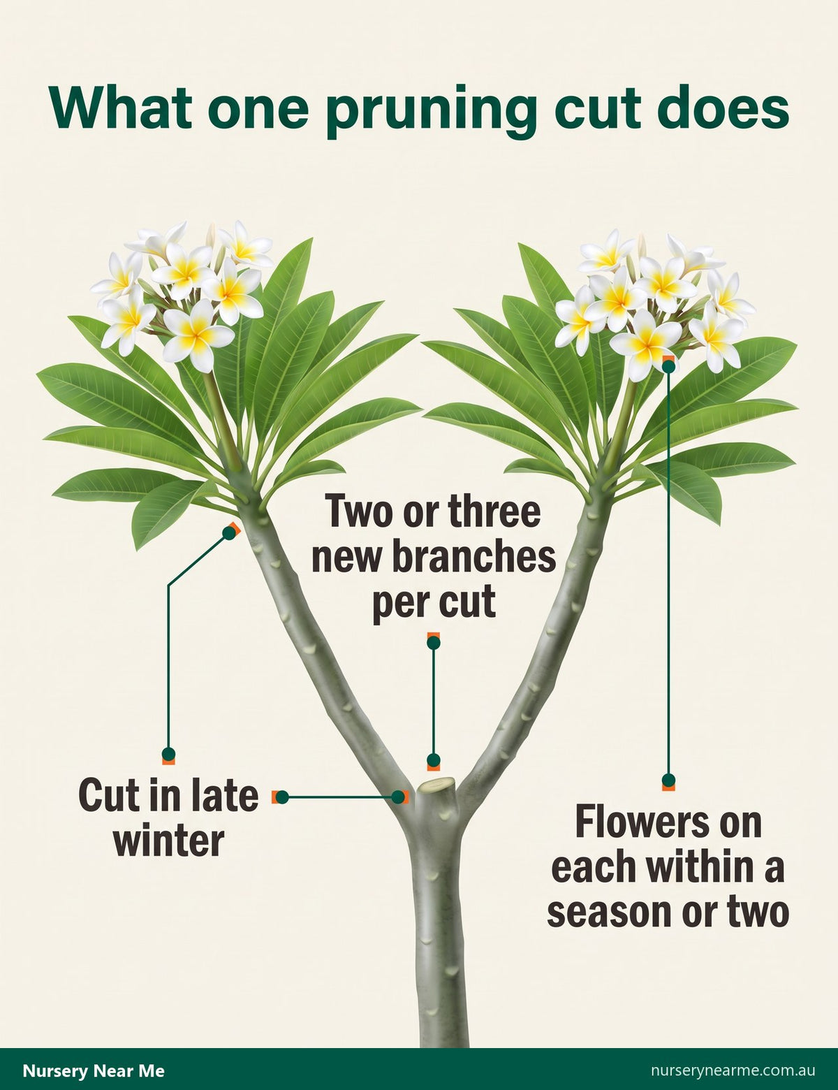 Diagram of a pruned frangipani branch with three new branches below the cut, each tipped with flowers
