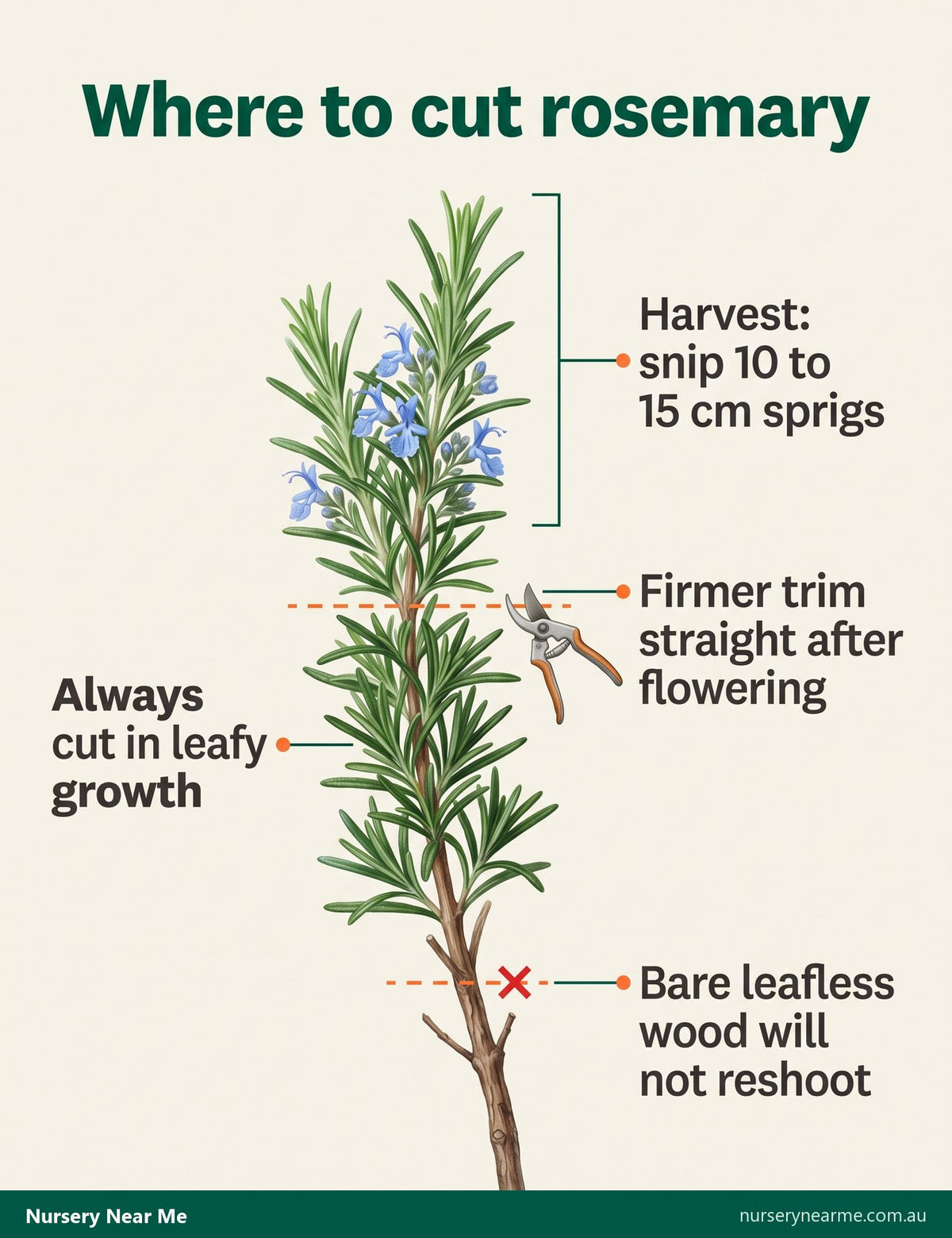 Diagram of a rosemary branch showing where to harvest and trim, and the bare wood never to cut