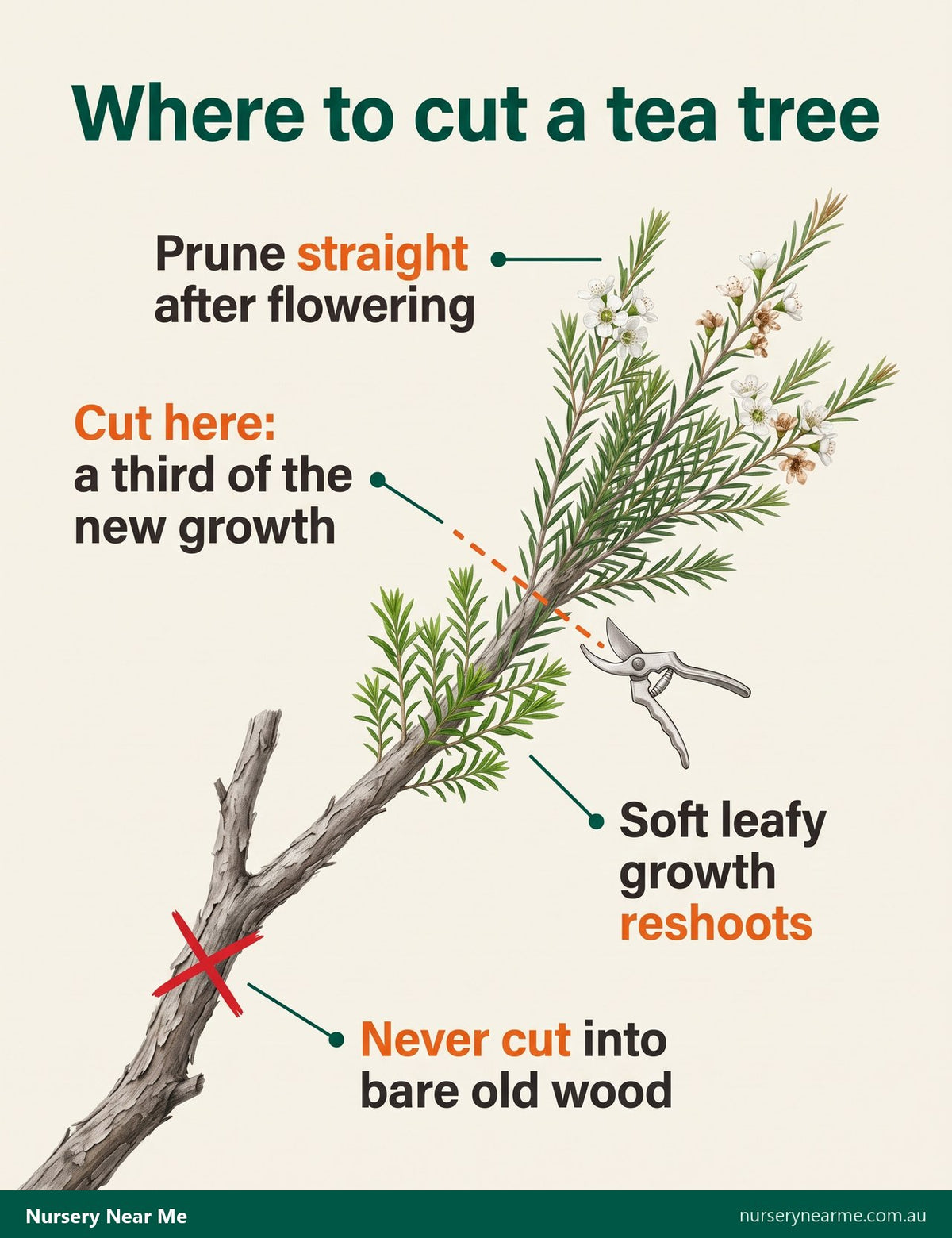 Diagram of a tea tree branch: cut line in the leafy new growth, bare old wood marked do not cut