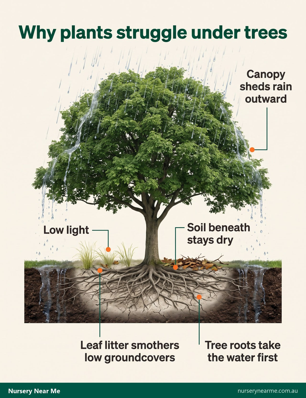 Diagram of a tree showing rain shed by the canopy, dry soil beneath and roots taking the water