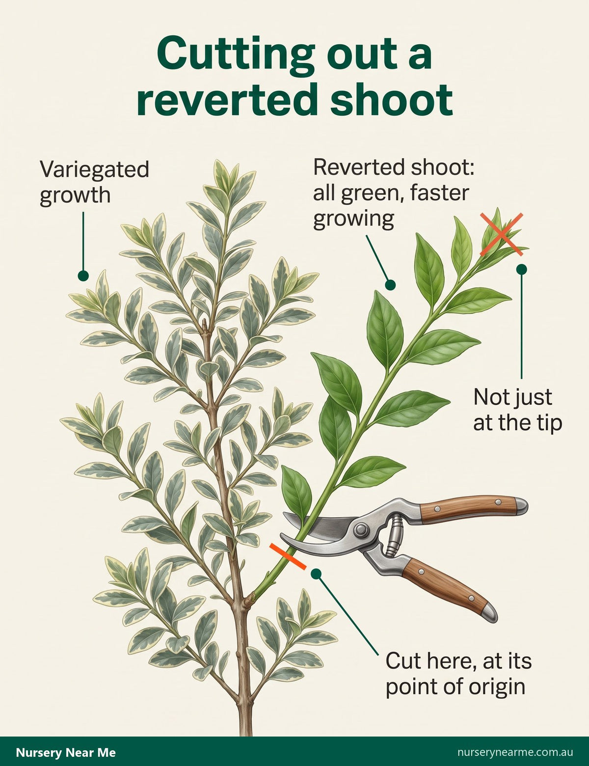 Diagram of a variegated branch with one all-green reverted shoot and the cut at its base