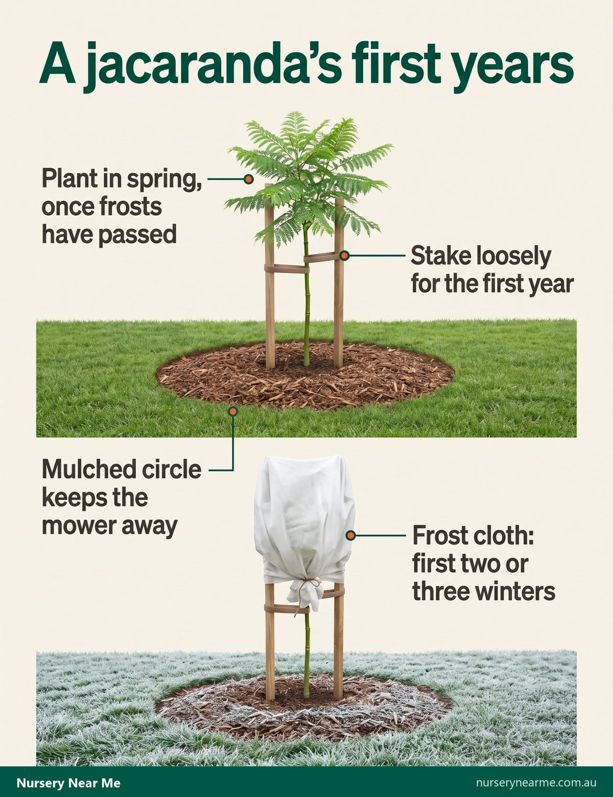 Diagram of a young jacaranda staked in a mulched circle in lawn, and wrapped in frost cloth for winter