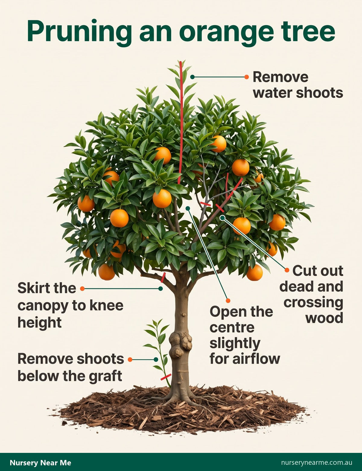 Diagram of an orange tree marking what to prune: the skirt, shoots below the graft, water shoots, dead wood