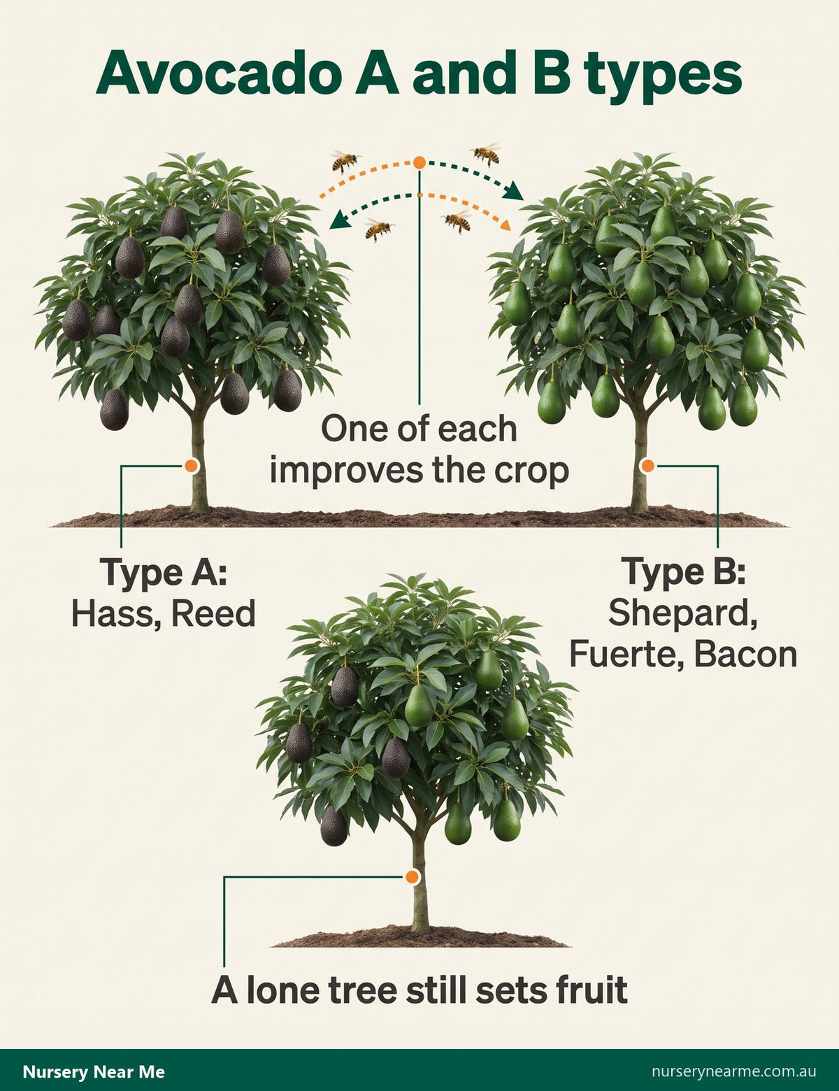 Diagram of avocado flower types: type A Hass and Reed, type B Shepard, Fuerte and Bacon
