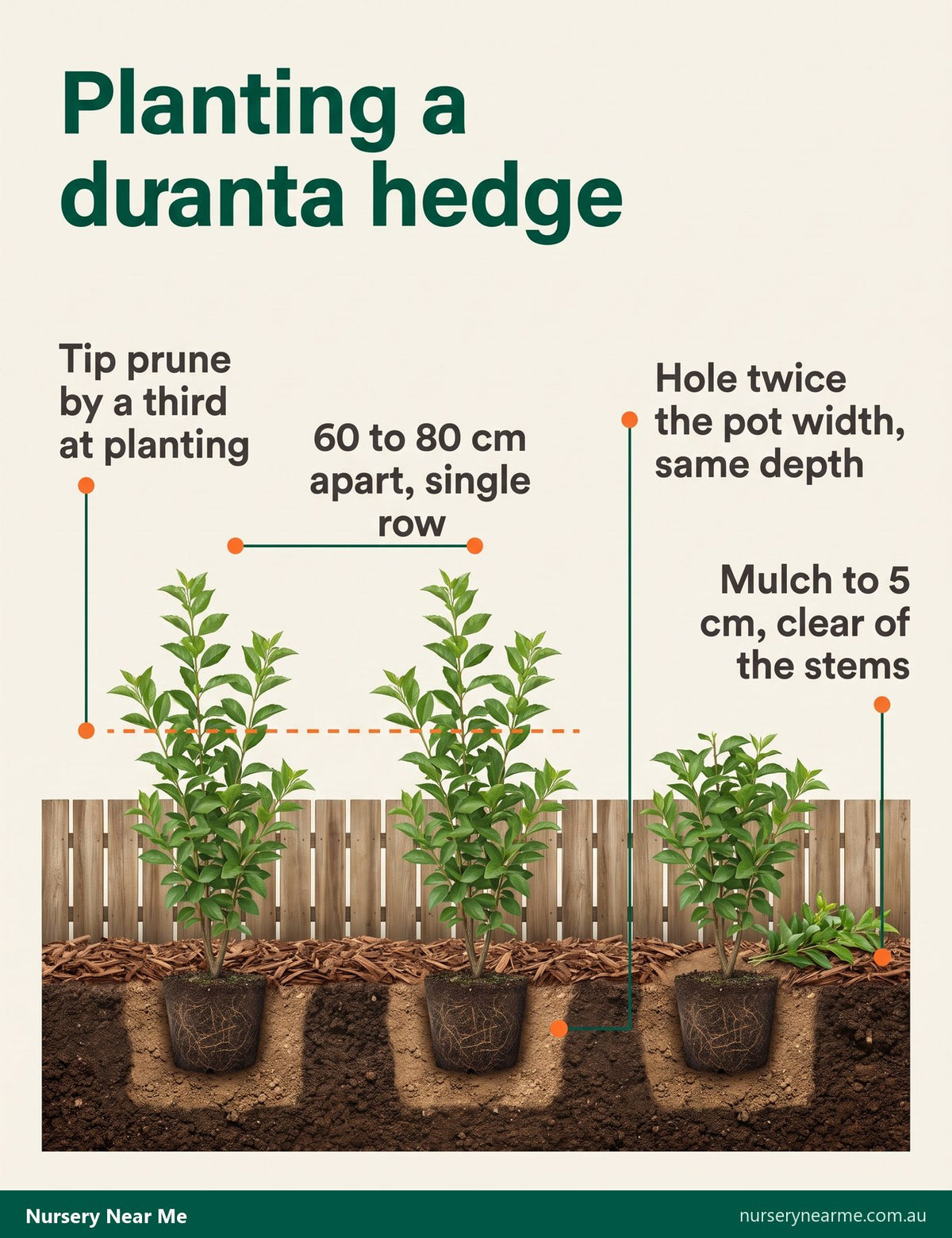 Diagram of duranta hedge planting: 60 to 80 cm spacing and each plant tip pruned by a third