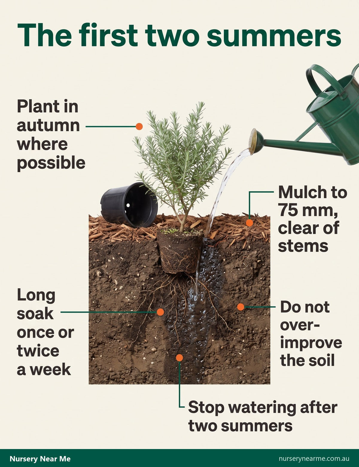 Diagram of establishing a full sun plant: autumn planting, deep soaks, 75 mm mulch, lean soil, no watering after two summers