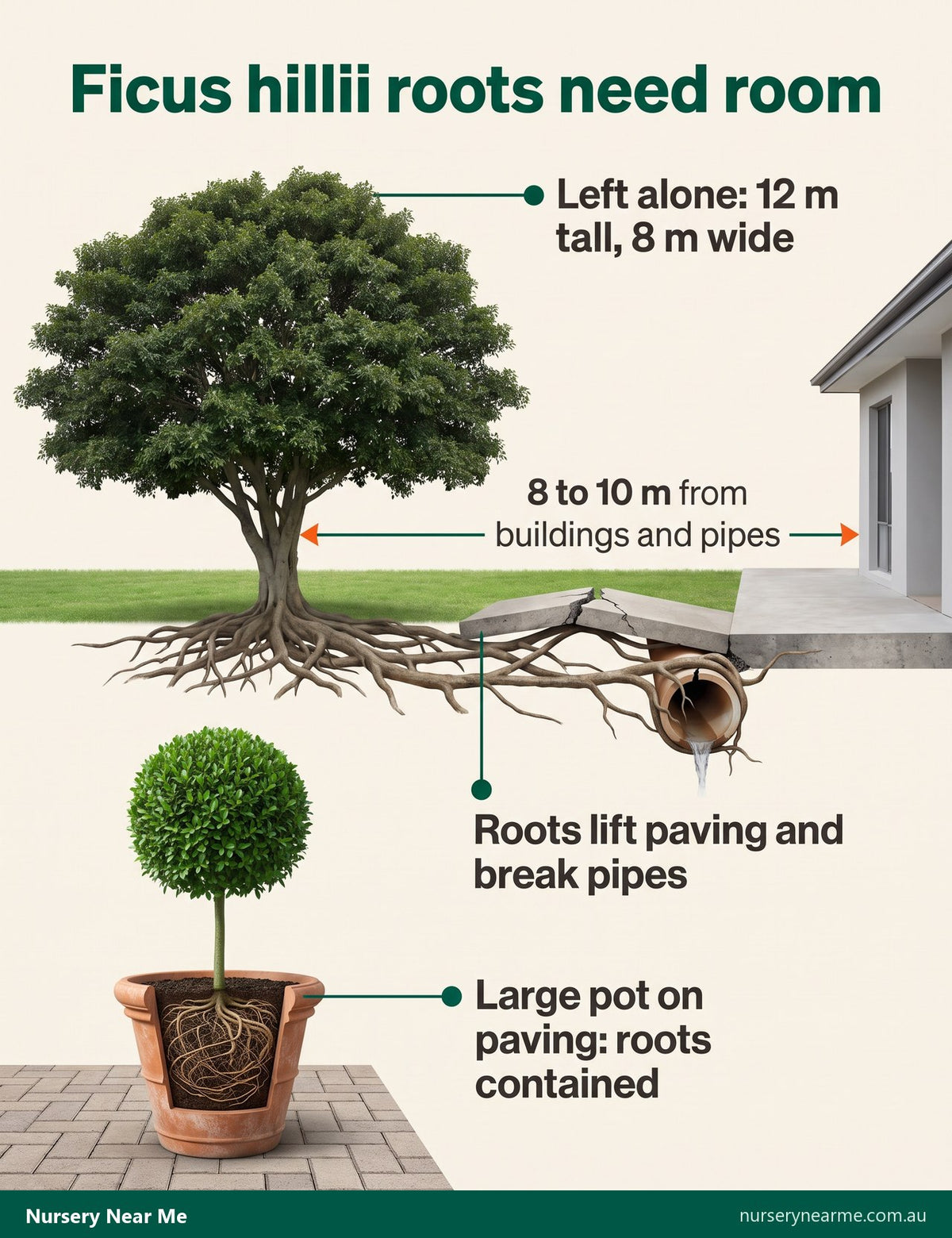 Diagram of fig roots cracking a path and pipe, with a potted clipped fig as the safe option
