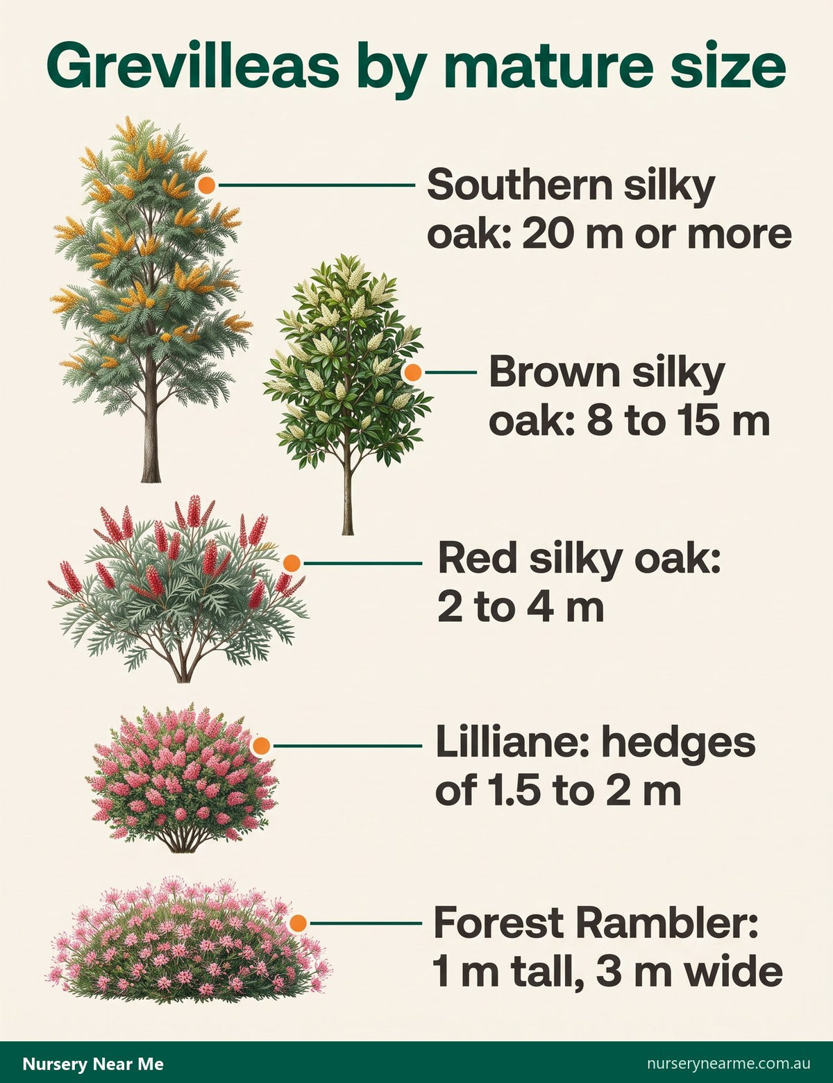 Diagram of five grevilleas by mature size, from Forest Rambler groundcover to southern silky oak tree