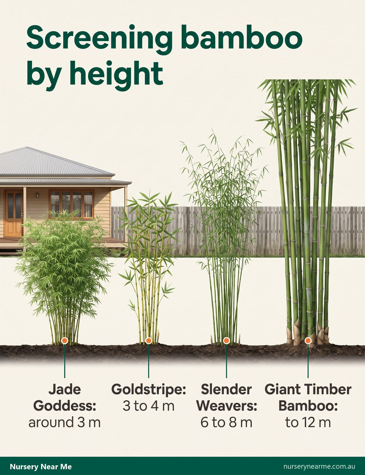 Diagram of four clumping bamboos by height beside a house, from Jade Goddess to Giant Timber Bamboo