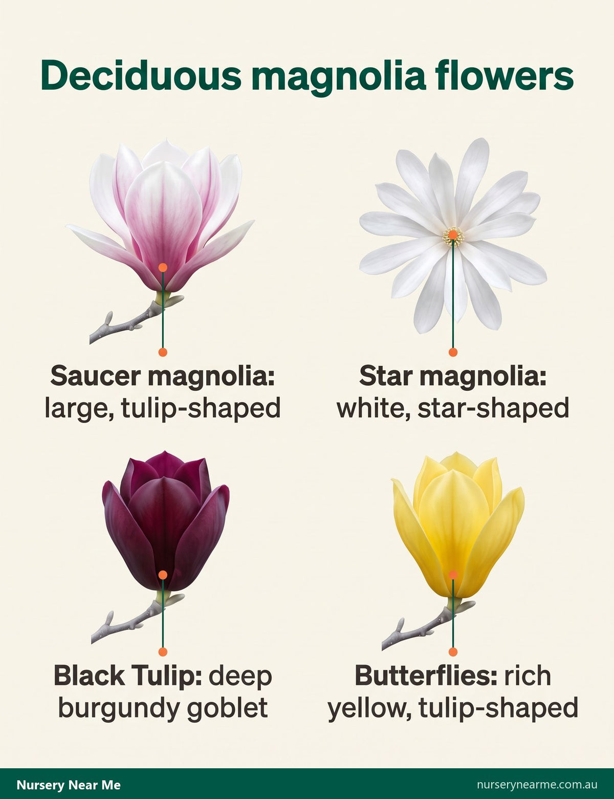 Diagram of four deciduous magnolia flowers: saucer magnolia, star magnolia, Black Tulip and Butterflies