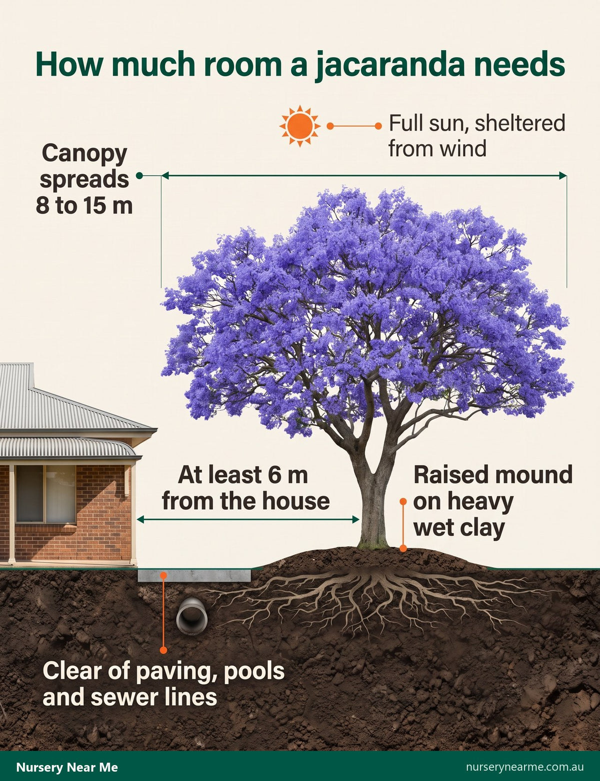 Diagram of jacaranda planting distances: 6 m from the house, canopy 8 to 15 m wide, clear of paving and pipes