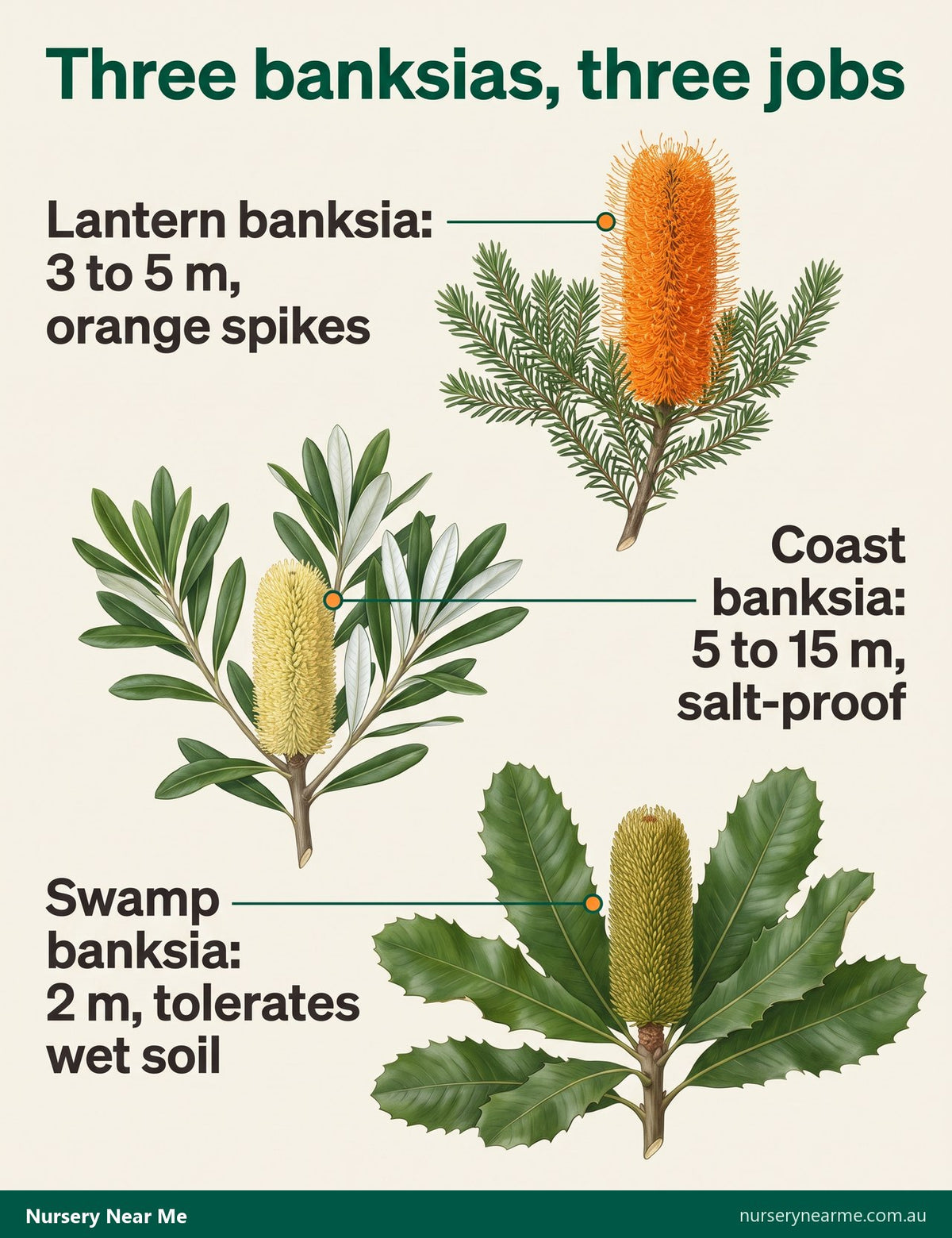 Diagram of lantern, coast and swamp banksia flower spikes and leaves, with the height of each