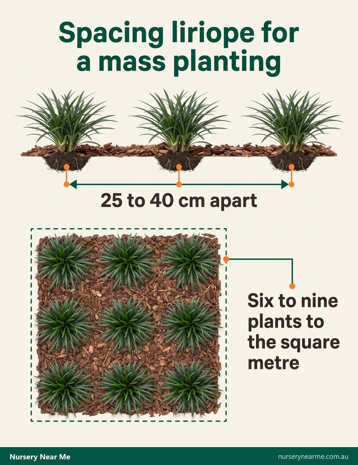 Diagram of liriope spacing: plants 25 to 40 cm apart, six to nine to the square metre