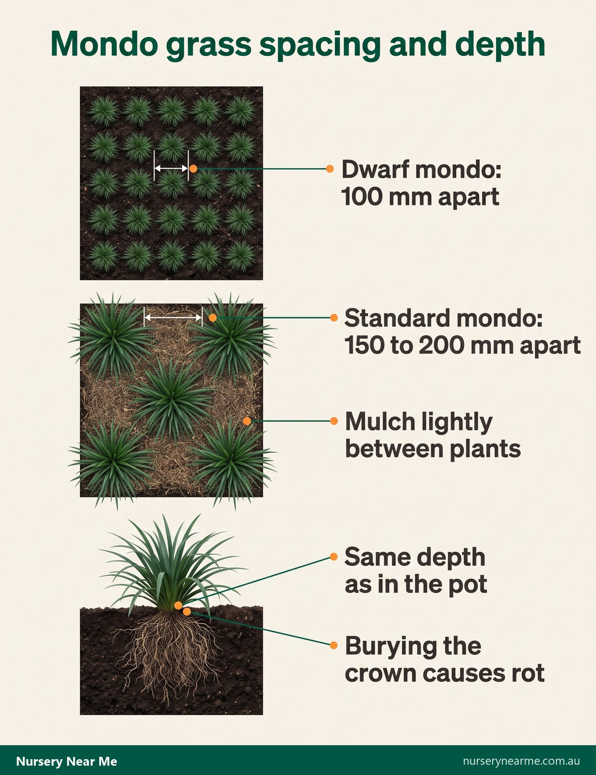 Diagram of mondo grass spacing: dwarf 100 mm apart, standard 150 to 200 mm, crown level with the soil
