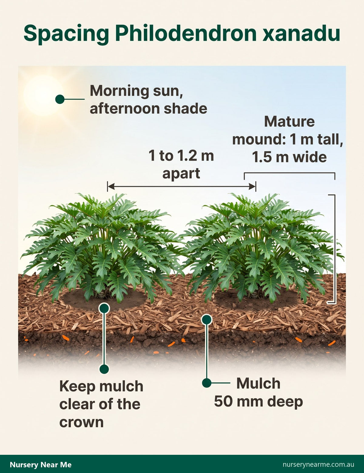Diagram of Philodendron xanadu spacing at 1 to 1.2 m with 50 mm mulch kept clear of the crown