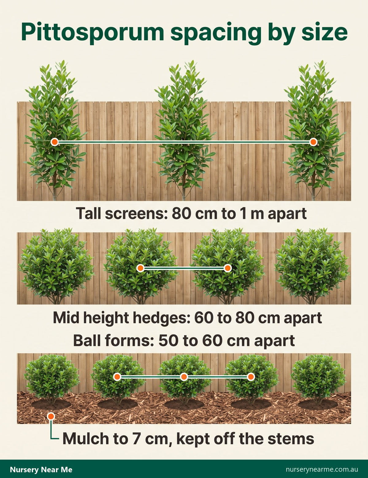 Diagram of pittosporum spacing: tall screens 80 cm to 1 m, mid hedges 60 to 80 cm, balls 50 to 60 cm