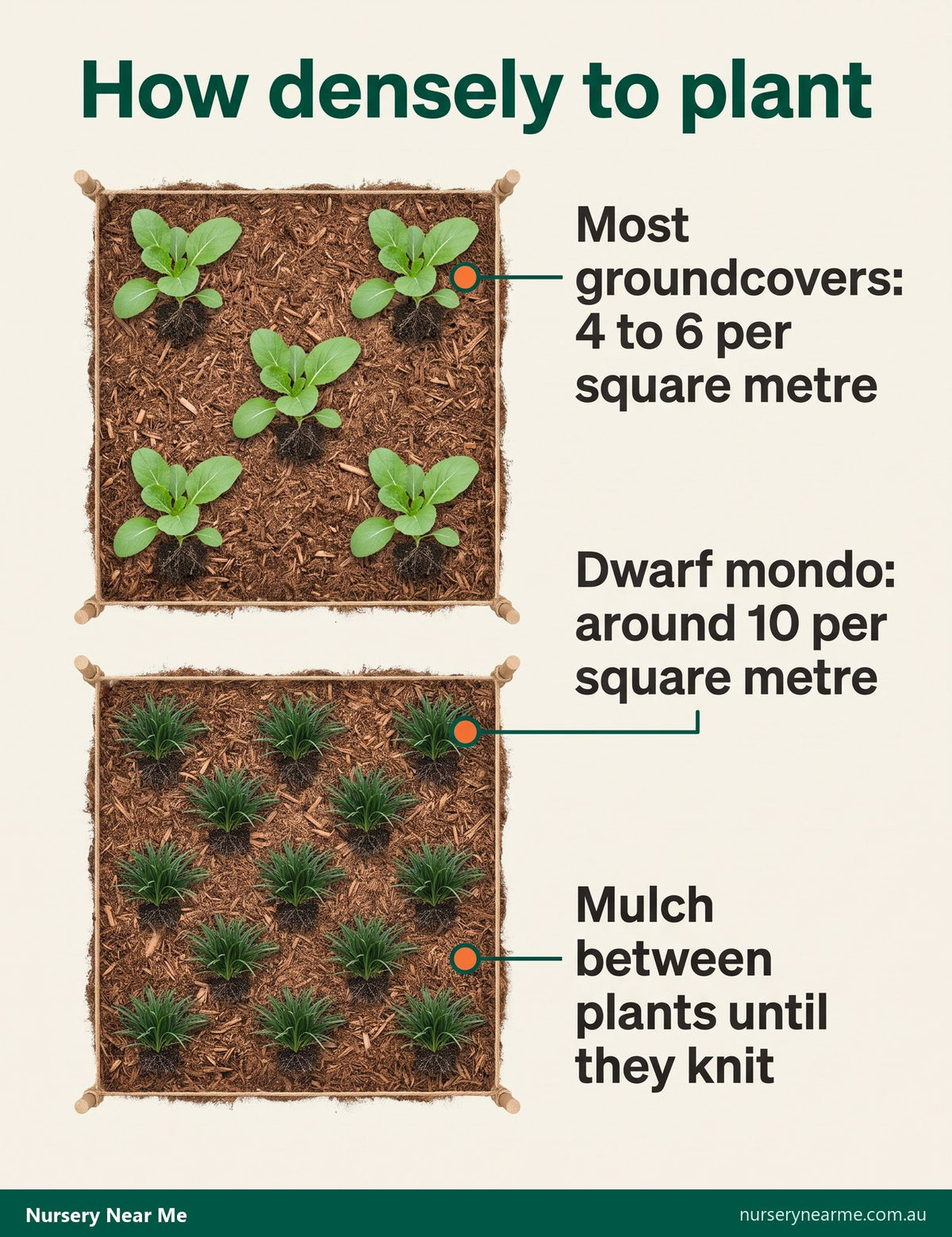 Diagram of planting density: five groundcover plants and ten dwarf mondo per square metre