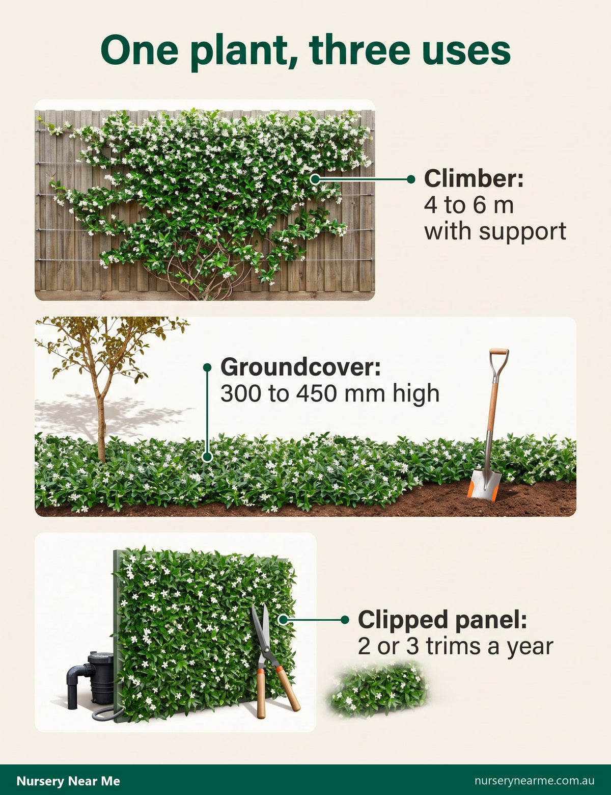 Diagram of star jasmine as a climber on wires, a low groundcover and a clipped wall panel