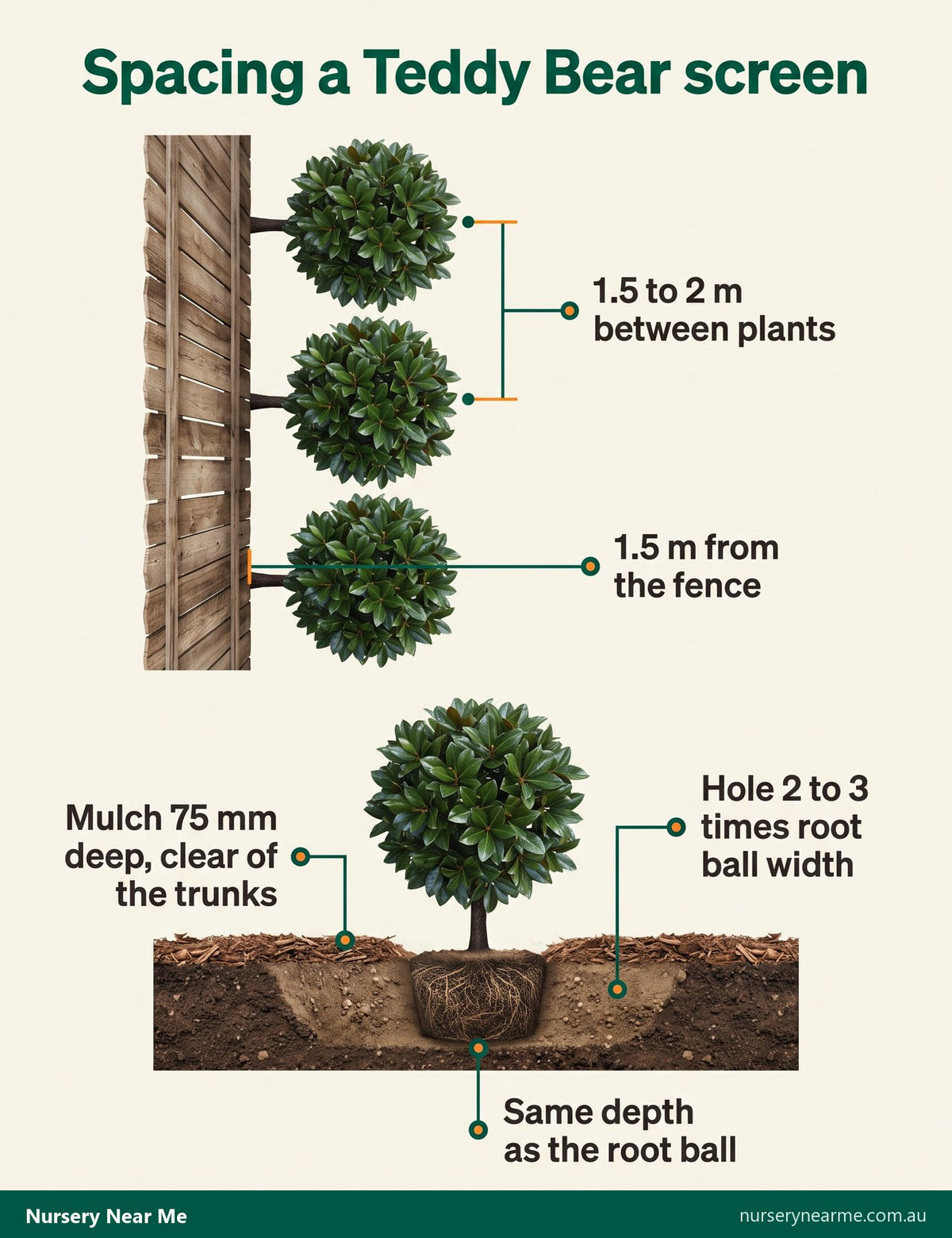 Diagram of Teddy Bear magnolia screen planting: 1.5 to 2 m apart, 1.5 m from the fence, 75 mm mulch