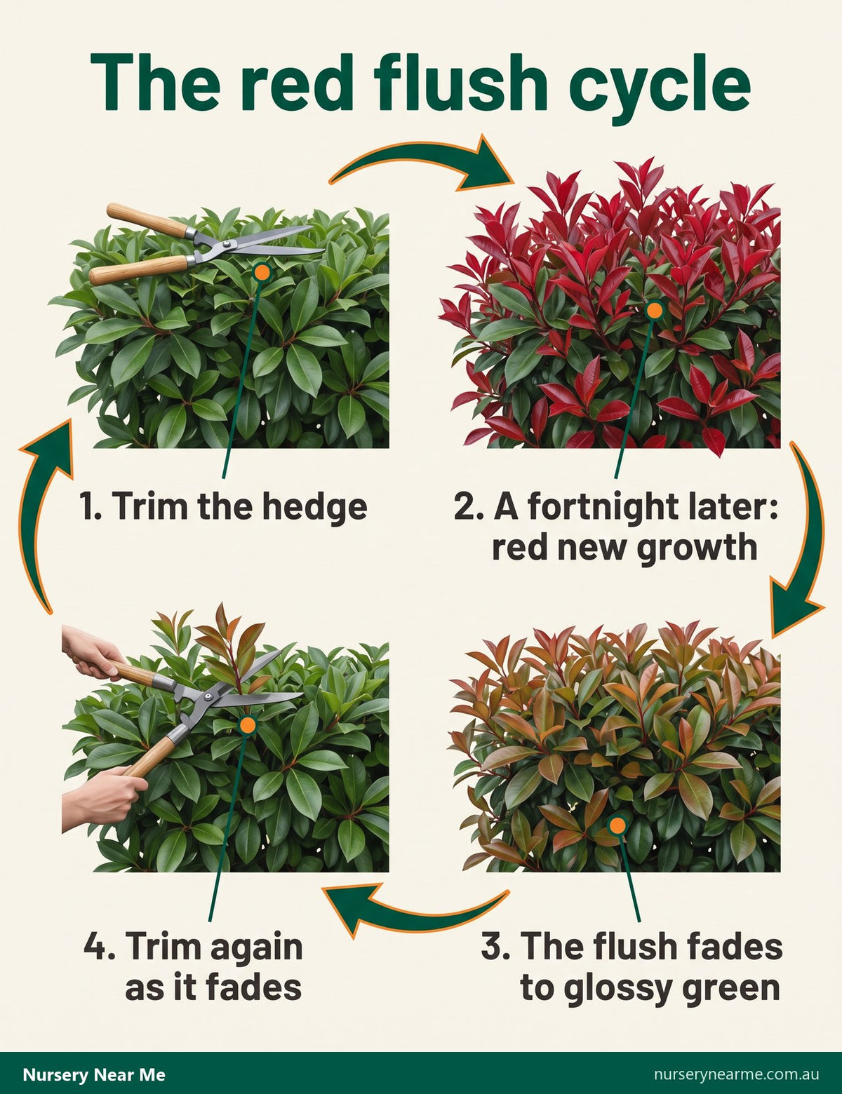 Diagram of the photinia flush cycle: trim, red new growth, fading to green, trim again