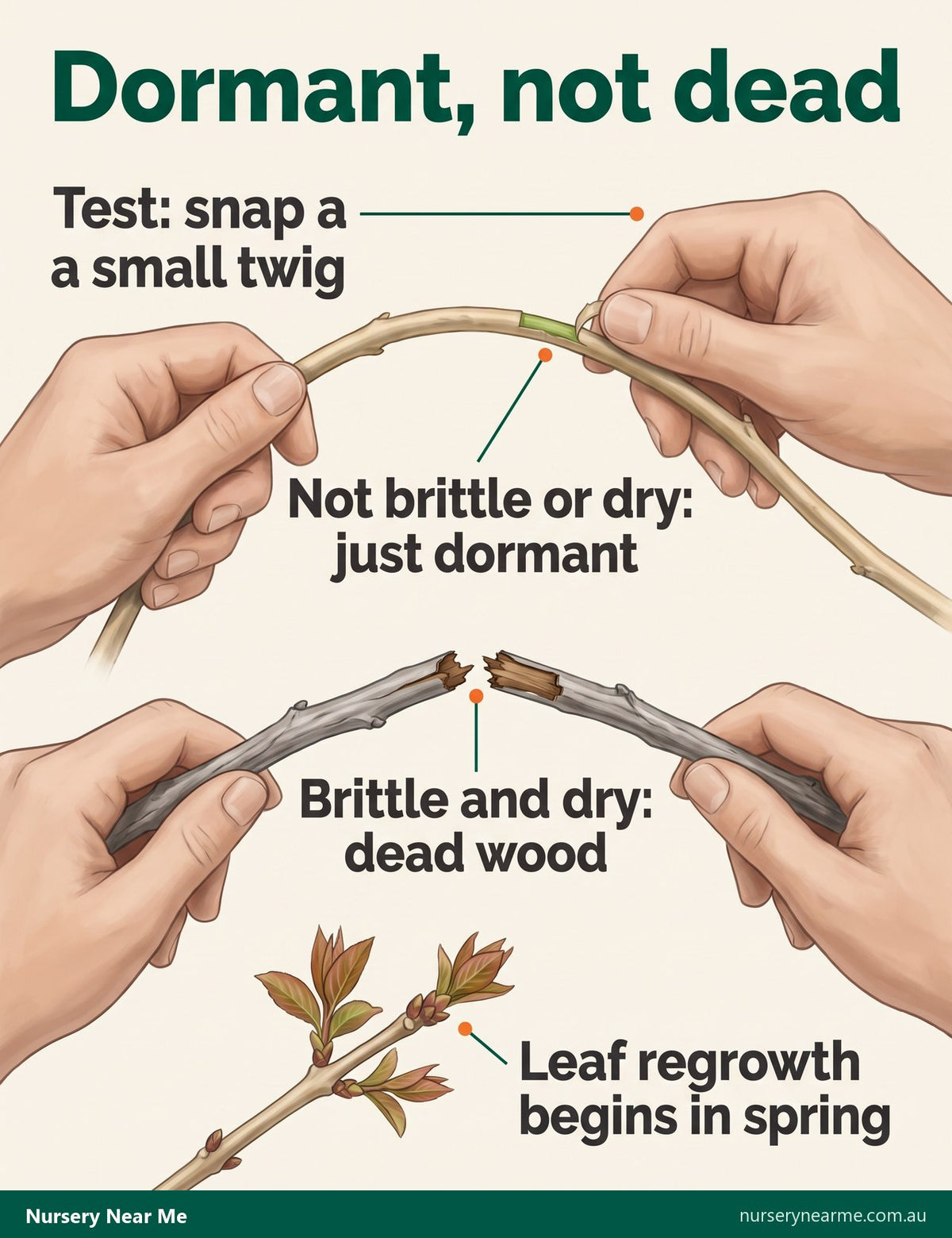 Diagram of the twig test on a bare crepe myrtle: flexible dormant twig, brittle dead twig, spring regrowth