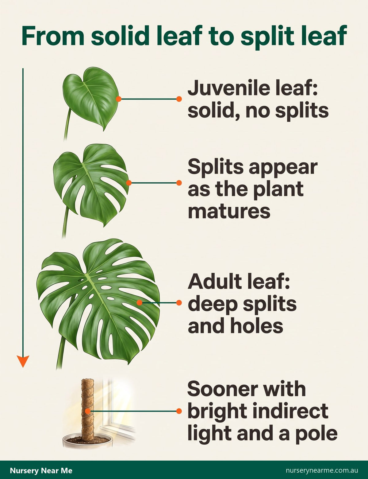 Diagram of three monstera leaves, from a solid juvenile leaf to a fully split adult leaf