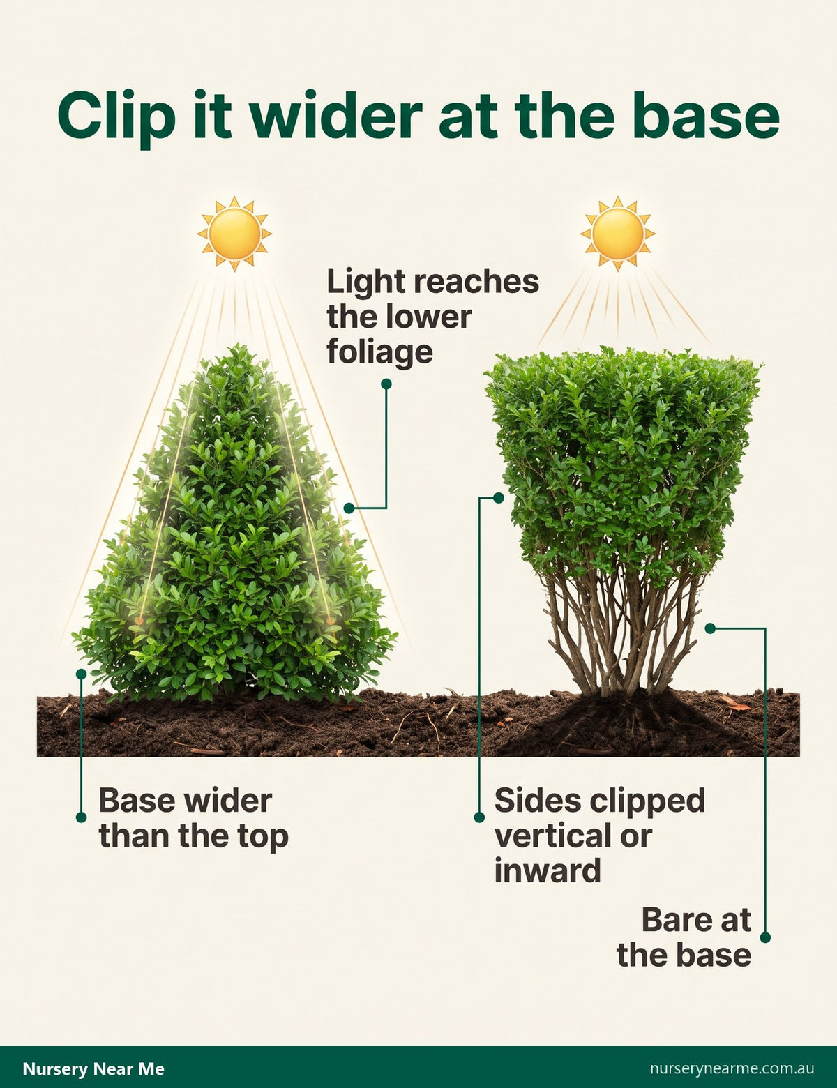 Diagram of two hedge profiles: tapered and leafy to the ground, and narrow-based with bare lower stems