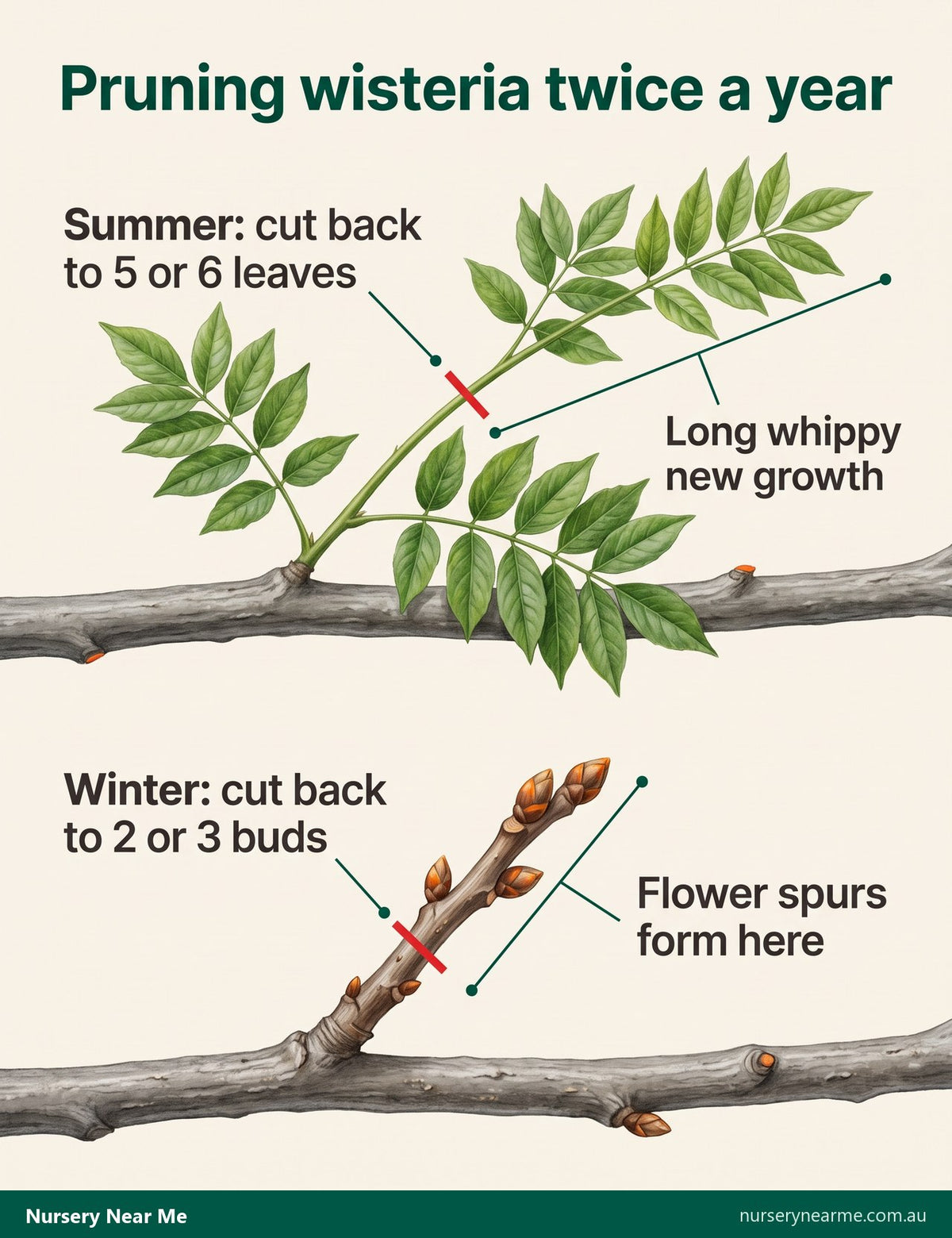 Diagram of wisteria pruning: summer cut to five or six leaves, winter cut to two or three buds