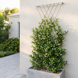 Diamond Wire Trellis Kit for Climbing Plants, Black