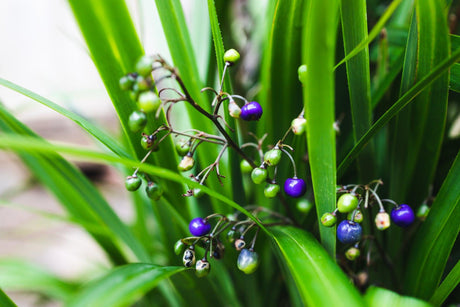 Blue Flax Lily - Dianella brevipedunculata - Brisbane Plant Nursery